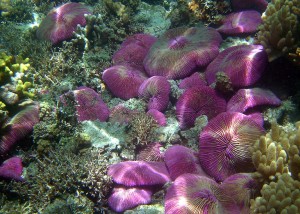 Barriera corallina presso le Isole Marianne. Credit: NOAA/David Burdick