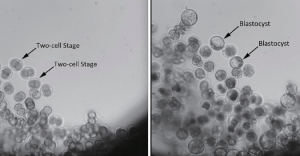 Gi embrioni di topo al decollo e dopo circa 80 ore di permanenza in orbita. Credit: China Daily